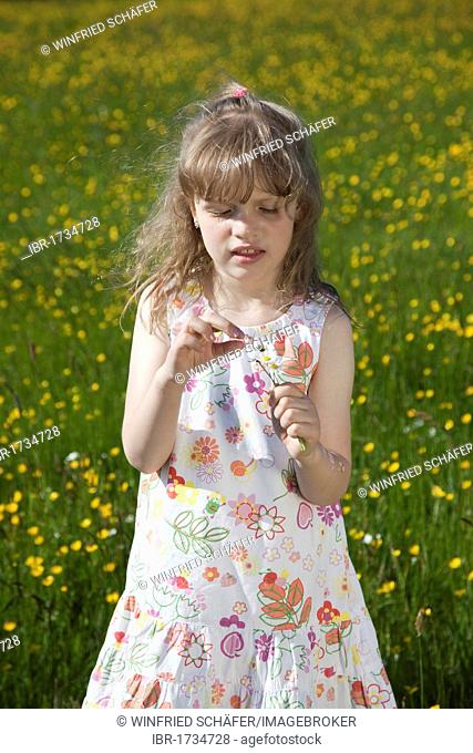 Girl, 5, standing on a meadow picking flowers