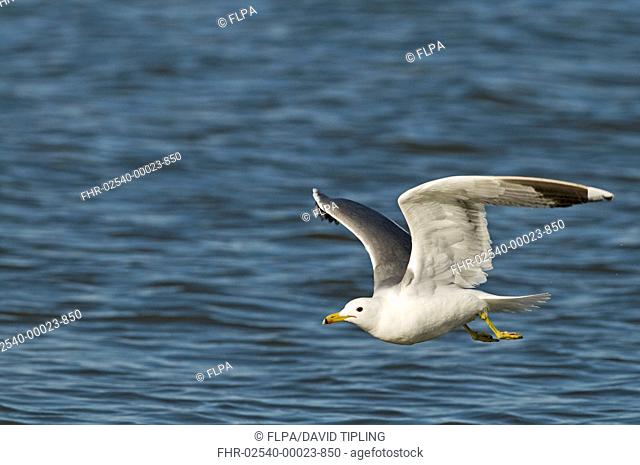 California Gull Larus californicus adult, summer plumage, in flight over saline lake, Salton Sea, California, U S A , april