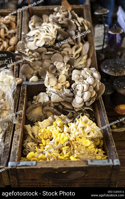 Exotic mushrooms at a market