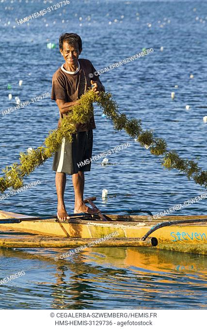 Philippines, Palawan, Taytay Bay, man showing seaweed (Agar agar) on a line