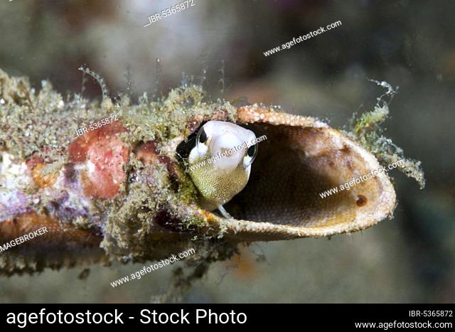 Mimicry sabre-tooth blenny (Petroscirtes breviceps), Ambon, Moluccas, Indonesia, Asia