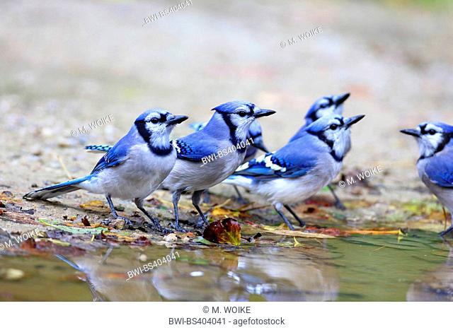 blue jay (Cyanocitta cristata), troop at water place, Canada, Ontario, Point Pelee National Park