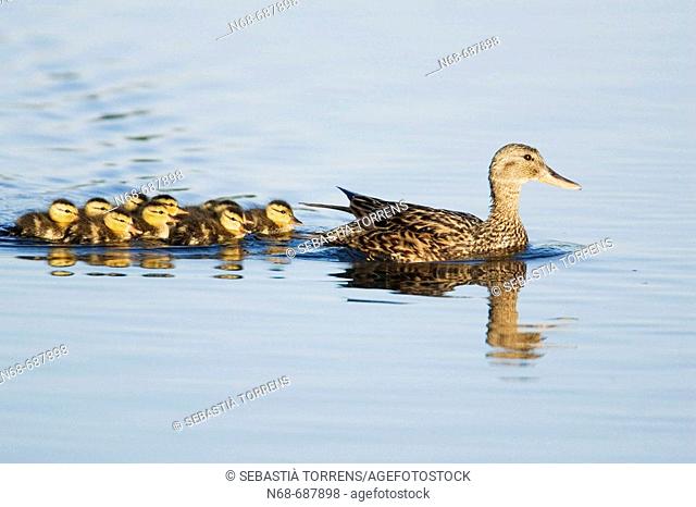 Gadwall family on the water