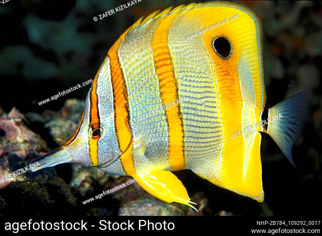 Copperband coralfish, Chelmon rostratus, Similan Islands Thailand.  Date: 18/09/2004  Ref: ZB784-109292-0017  COMPULSORY CREDIT: Oceans Image/Photoshot