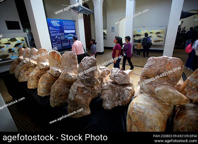 03 August 2023, Peru, Lima: The bones of the whale Perucetus colossus, which are about 39 million years old and were discovered in Peru