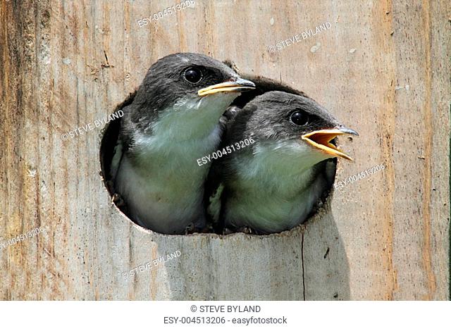 Baby Birds In a Bird House