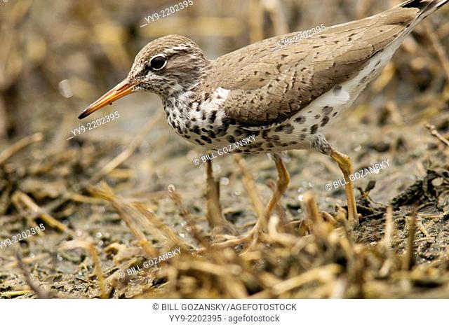 Spotted Sandpiper - Camp Lula Sams - Brownsville, Texas USA