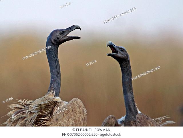 Slender-billed Vulture (Gyps tenuirostris) two adults, close-up of heads and necks, squabbling at carrion, Veal Krous 'vulture restaurant', Cambodia, January