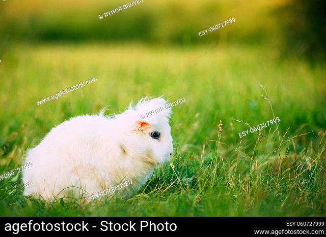 Cute Dwarf Lop-Eared Decorative Miniature Snow-White Fluffy Rabbit Bunny Mixed Breed With Blue Eyes Sitting In Bright Green Grass Of Garden