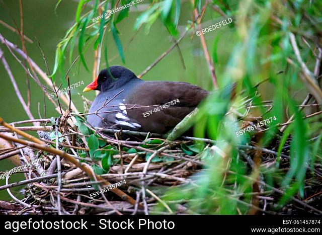 A pond rail, a pond hen on her nest to breed