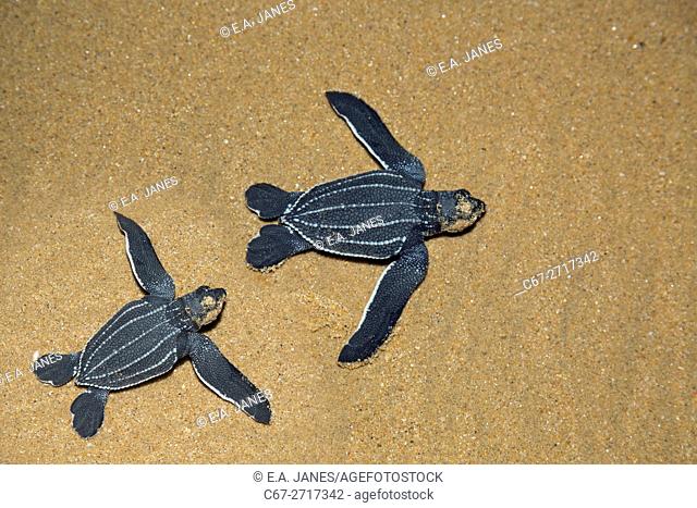 Leatherback Sea Turtles Dermochelys coriacea hatchlings Thonga Beach Indian Ocean coast of Maputuland in KwaZulu-Natal