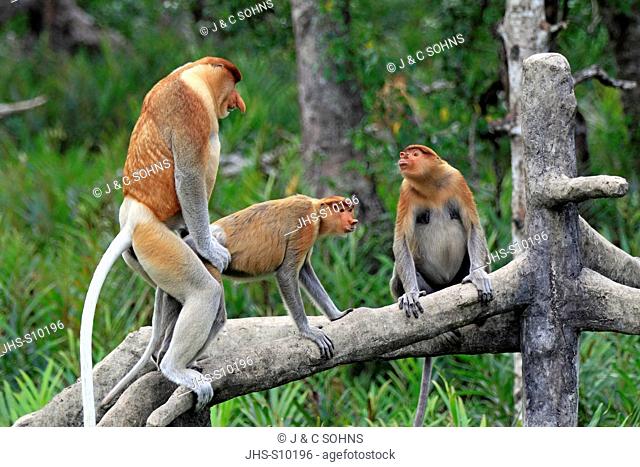 Proboscis Monkey, Nasalis larvatus, Labuk Bay, Sabah, Borneo, Malaysia, Asia, group