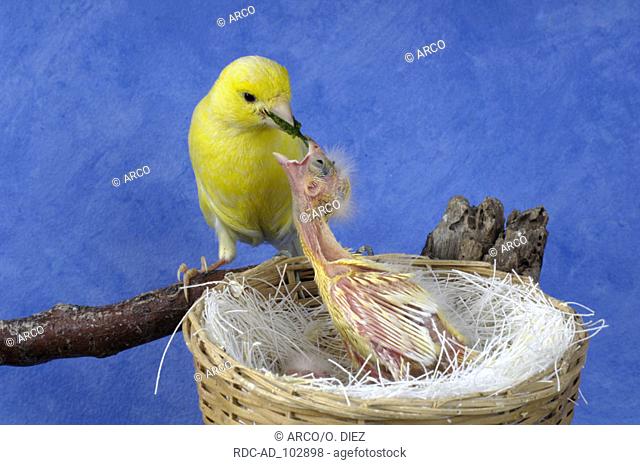 Canary feeding chicks at nest Serinus canaria