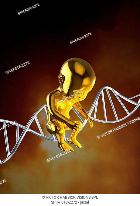Human foetus and DNA (deoxyribonucleic acid) strand, illustration