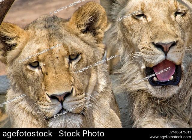 White Lion, Panthera leo, South Africa, Africa