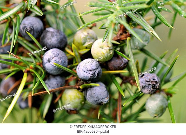 Common Juniper (Juniperus communis) with ripe and unripe berry-shaped cones, North Rhine-Westphalia, Germany