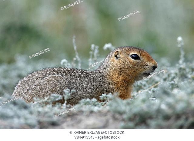 Arktisches Erdhörnchen / Artic Ground Squirrel / Citellus undulatus / Kluane-Nationalpark, Kluane National Park and Reserve, Kanada, Canada, USA