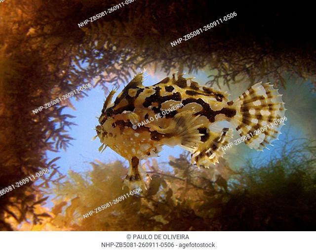 Sargassumfish, Sargassum fish; Histrio histrio. On floating Sargassum weed. Composite image. Portugal