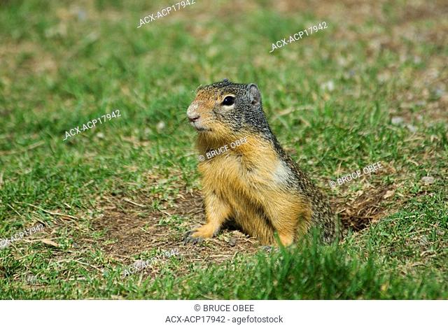 A Cascade golden-mantled ground squirrel Spermophilus saturatus surveys its surroundings as it emerges from burrow in Manning Provincial Park, British Columbia