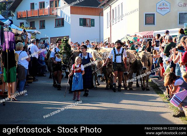 08 September 2023, Bavaria, Rettenberg: Alpine farmers with partly decorated cattle move down into the valley during the Viehscheid in Kranzegg