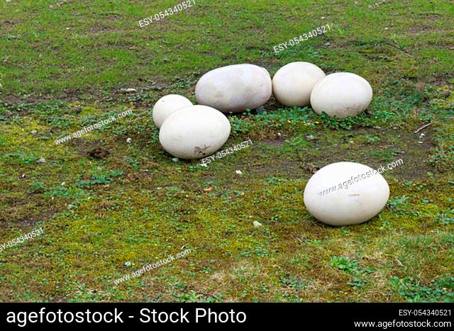 Old fossil stone eggs with cracks isolated on a green meadow