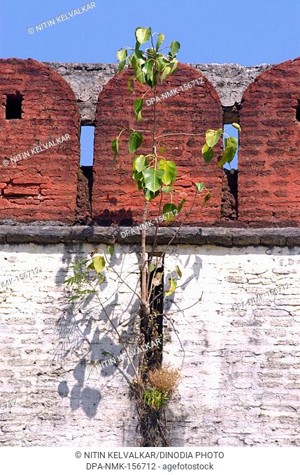 Tree of Piple grown in cracks of wall ; fortification of Shree Devdeveshwar temple ; Parvati hill ; Pune ; Maharashtra ; India