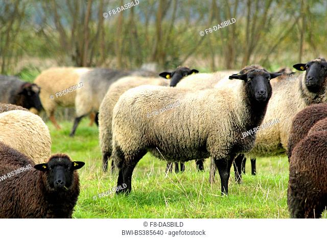 Pomeranian coarsewool (Ovis ammon f. aries), herd on a pasture, Germany, Lower Saxony