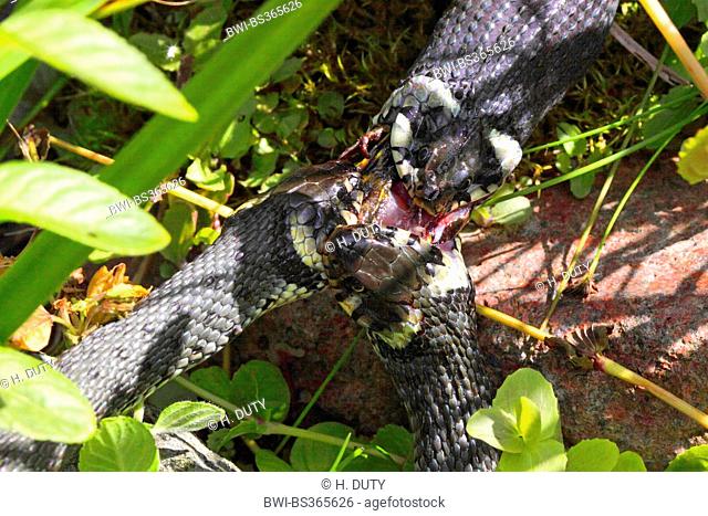 grass snake (Natrix natrix), feigning death, playing dead, Germany, Bavaria  Stock Photo - Alamy