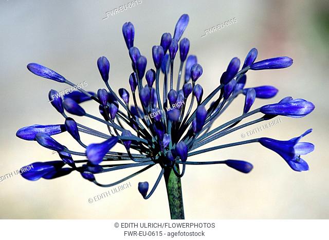 Agapanthus africanus, Close view of blue purple flowers about to emerge, growing in an umbel shape, against agrey background
