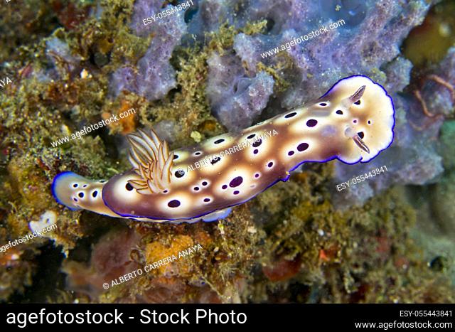 Sea Slug, Dorid Nudibranch, Tryon's Risbecia, Risbecia tryoni, Lembeh, North Sulawesi, Indonesia, Asia