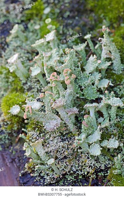 cup lichen (Cladonia pyxidata), on bark, with ascocarps, Germany, Schleswig-Holstein