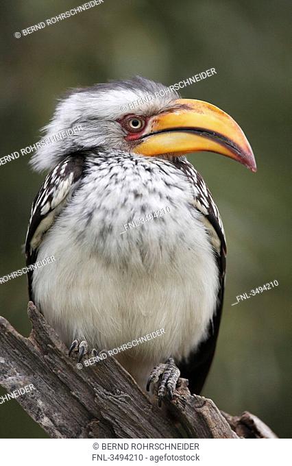 Southern yellow-billed hornbill, Tockus leucomelas, sitting on branch, South Africa, Africa