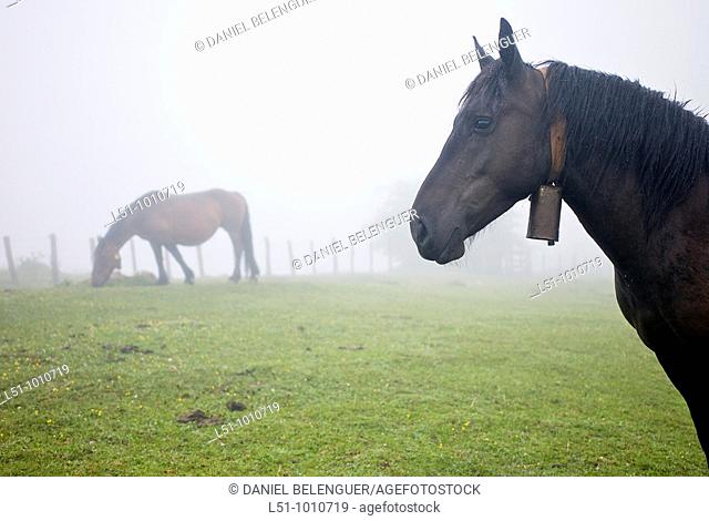 Horses grazing on Somiedo Natural park