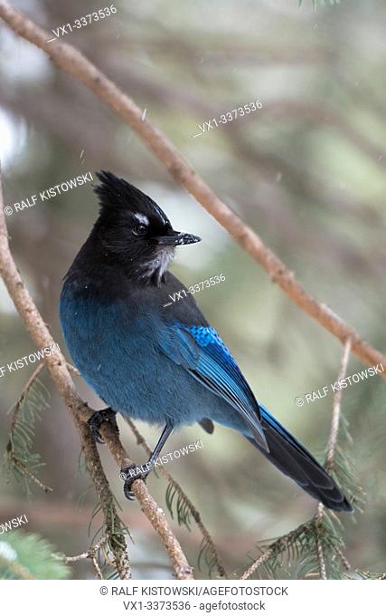 Steller's jay / Diademhaeher ( Cyanocitta stelleri ) perched in a conifer tree, watching back over its shoulder, Yellowstone Area, Montana, USA