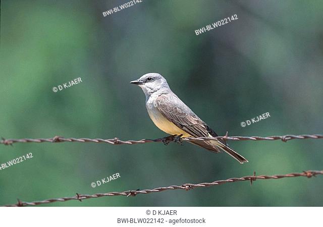 western kingbird, arkansas kingbird Tyrannus verticalis