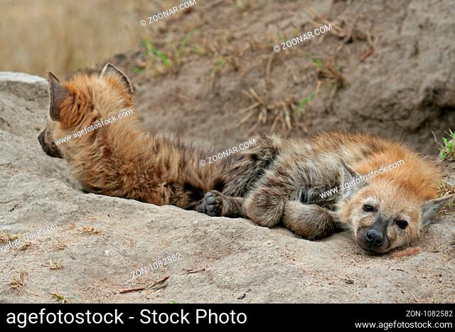 Junge Hyänen, Südafrika, young hyenas, south africa, wildlife