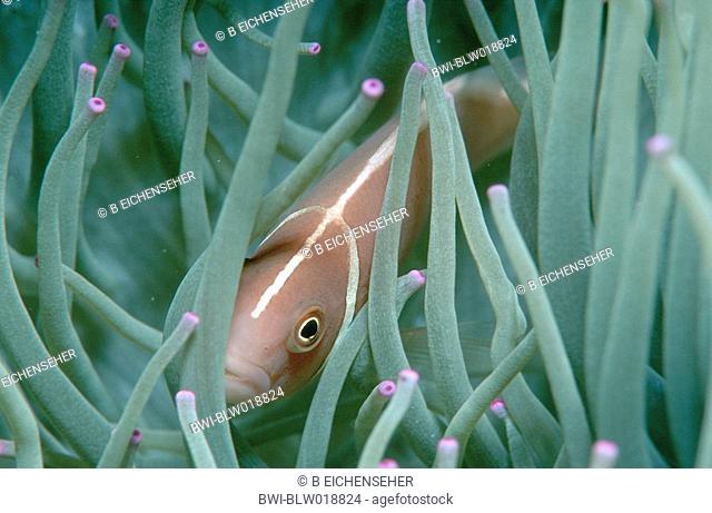 pink anemonefish, false skunk-striped anemonefish Amphiprion perideraion, Feb 00