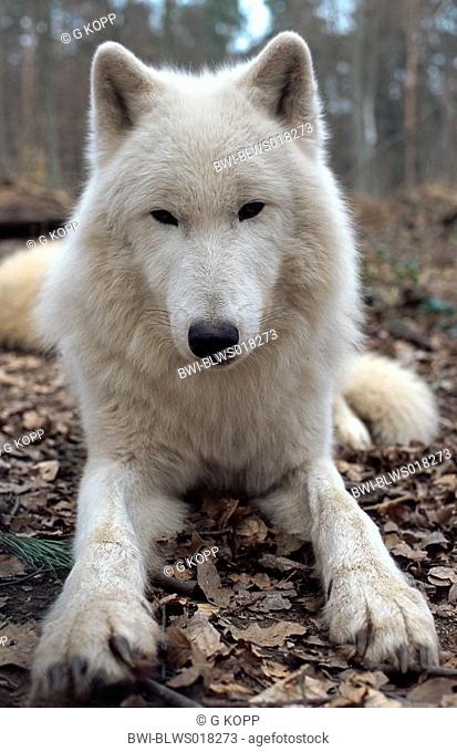 arctic wolf, tundra wolf Canis lupus albus, lying, Germany, Saarland, Merzig