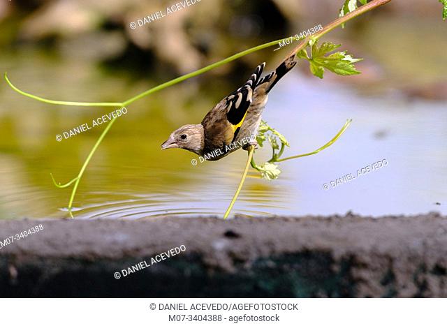 Young goldfinch (Carduelis carduelis), North of Spain
