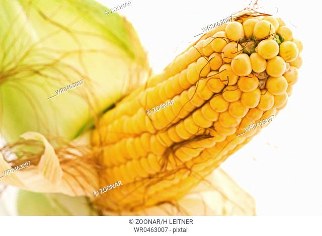 Fresh corncob with husk as closeup