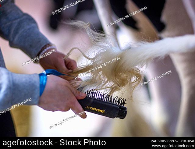 05 May 2023, Mecklenburg-Western Pomerania, Karow: The tail of the cow ""Fis Casamonica"" of the breeder AG-Schwarzbuntzucht Fischbeck is brushed at the young...