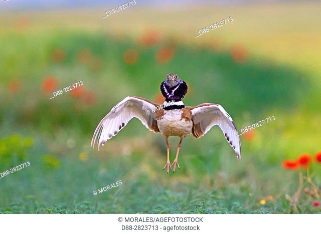 Europe, Spain, Catalonia, male Little bustard (Tetrax tetrax), displaying in a field with poppies
