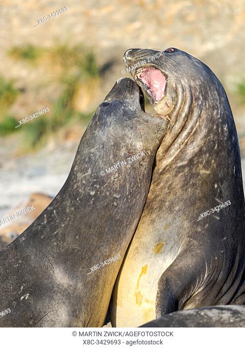 Southern elephant seal (Mirounga leonina) after harem and breeding season. Young bulls fighting and establishing pecking order