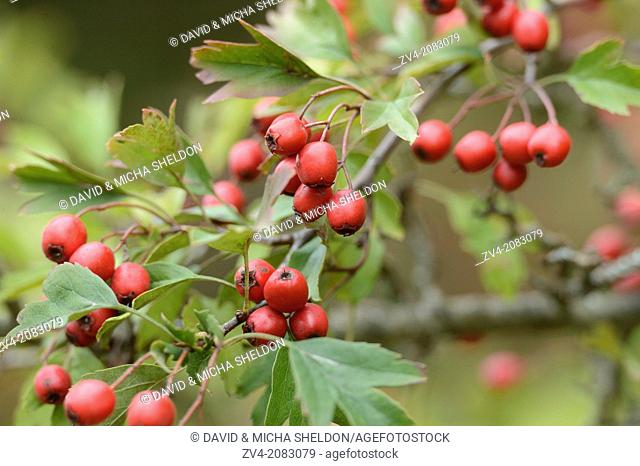 Close-up of common hawthorn or single-seeded hawthorn (Crataegus monogyna) fruits hanging on a little branch, Upper Palatinate, Bavaria, Germany
