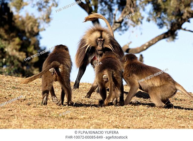 Gelada Theropithecus gelada adult male, confronted by aggressive females, Simien Mountains, Ethiopia