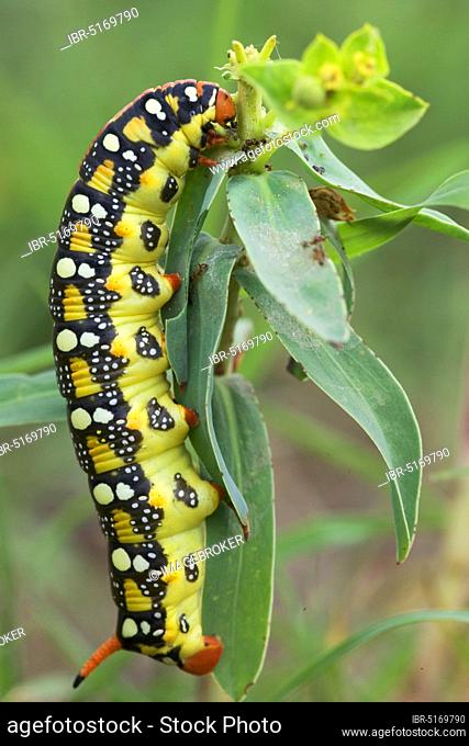 Spurge Hawkmoth (Hyles euphorbiae), caterpillar, Bulgaria (Celerio euphorbiae)