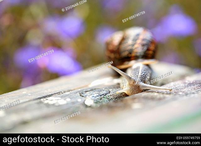 Large Garden Snail in Summer crawling on wooden terrace with water drops in the morning