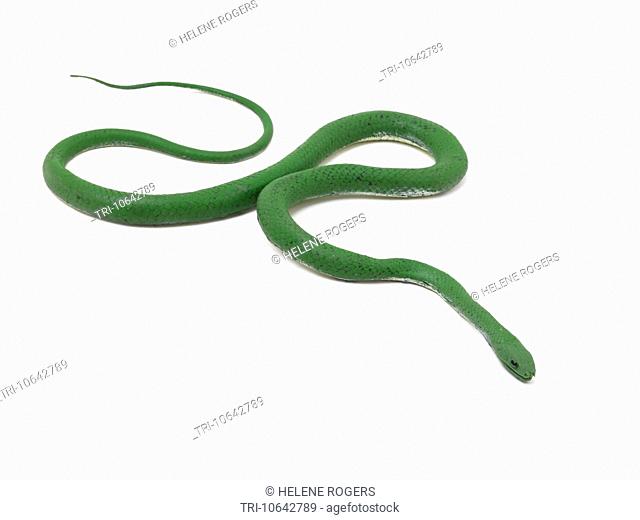 Rubber Toy Snake
