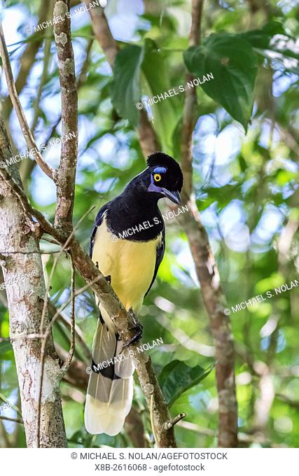 Adult plush-crested jay, Cyanocorax chrysops, in Iguazú Falls National Park, Misiones, Argentina, South America