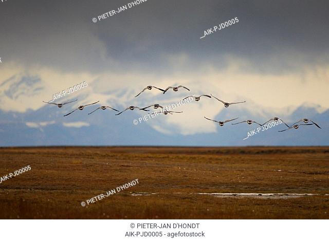 Barnacle geese flying over Svalbard tundra, arctic Norway